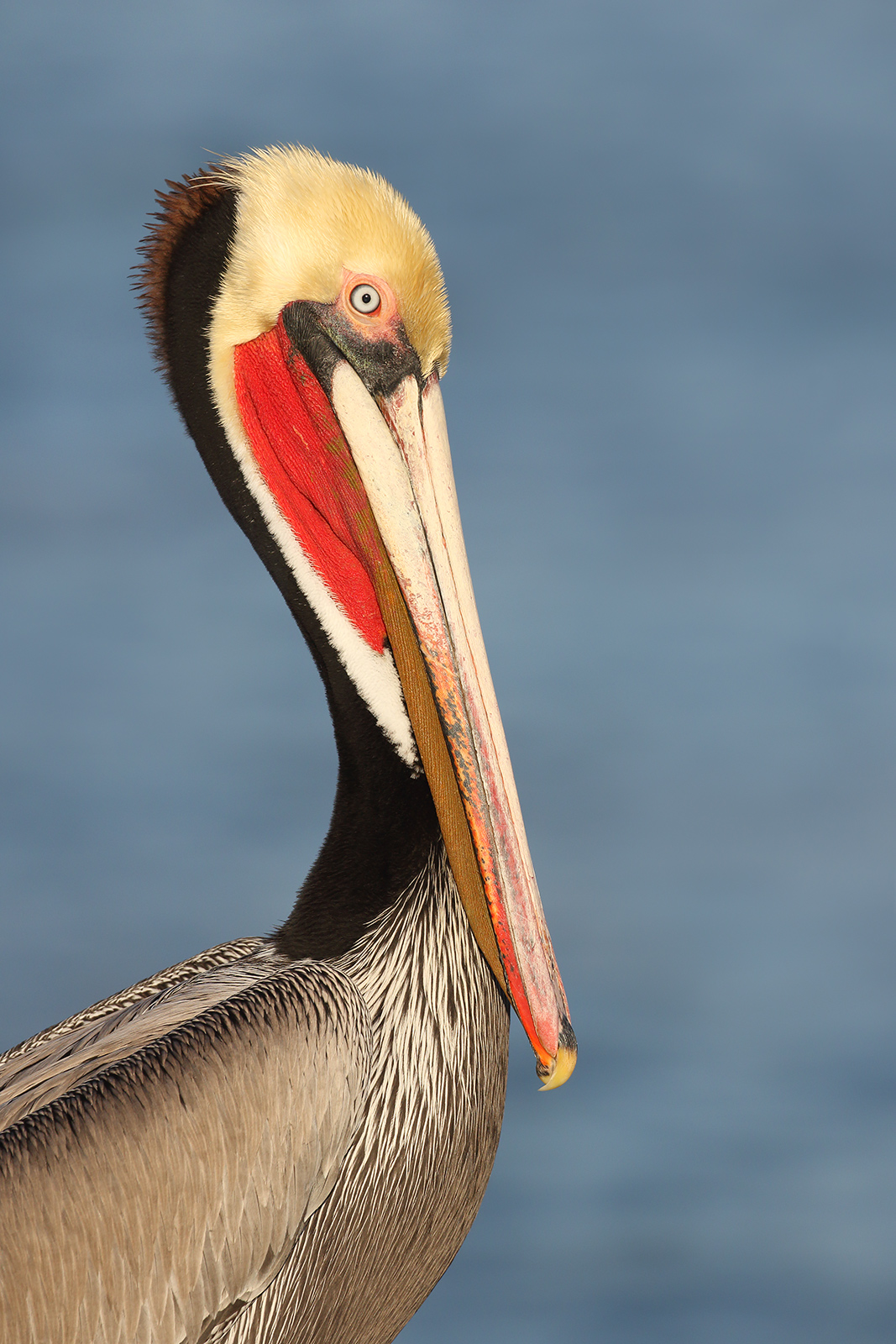 Pacific Brown Pelican A close-up of a Pacific brown pelican in California