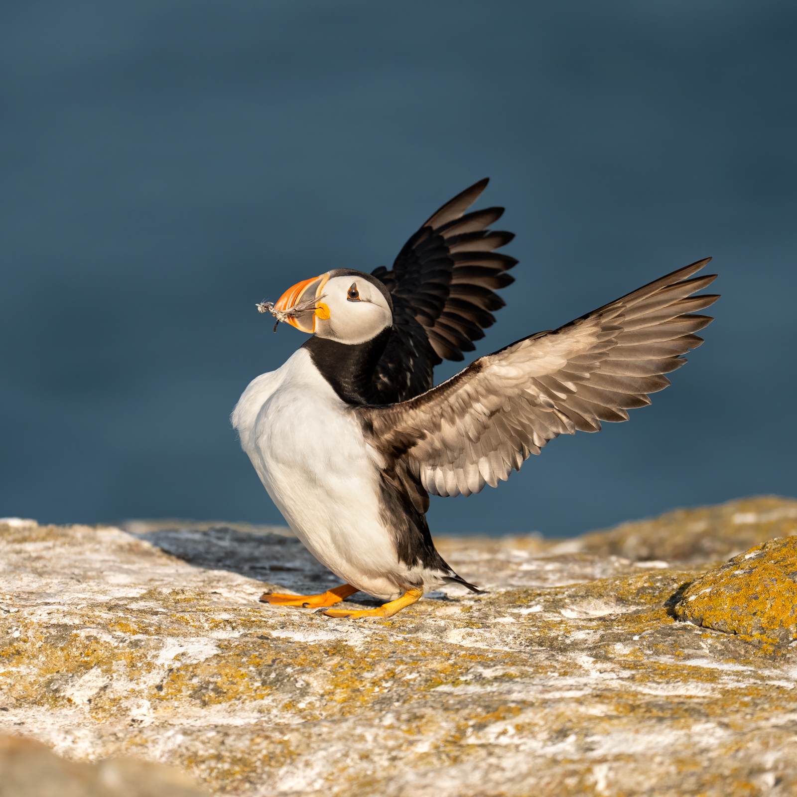 Special Delivery An Atlantic puffin landing with a feather in its beak