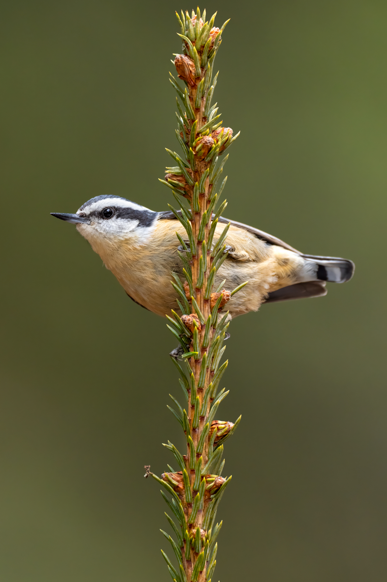 Red-breasted Nuthatch A female red-breasted nuthatch clinging to an evergreen branch