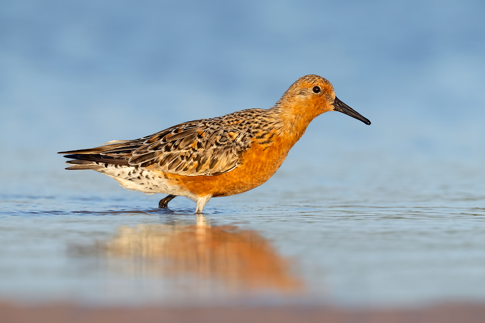 Red Knot A male red knot in a tidal pool