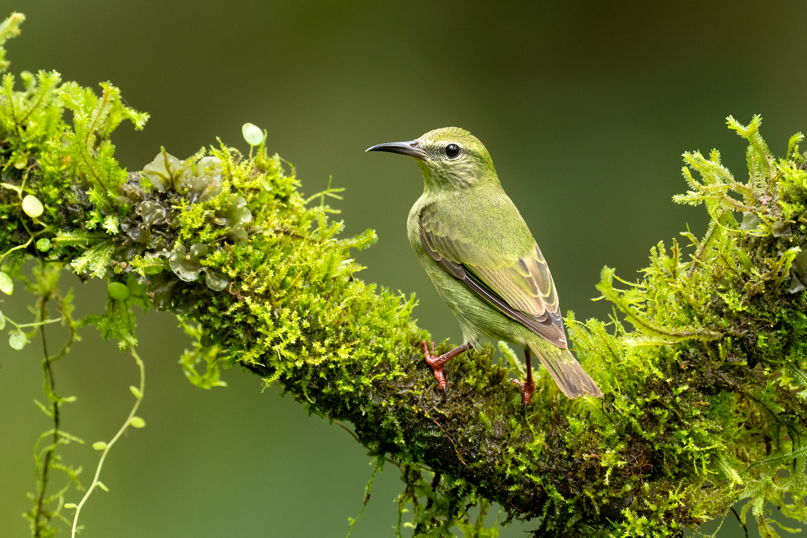 Red-legged Honeycreeper A female red-legged honeycreeper on a branch with moss and vines.