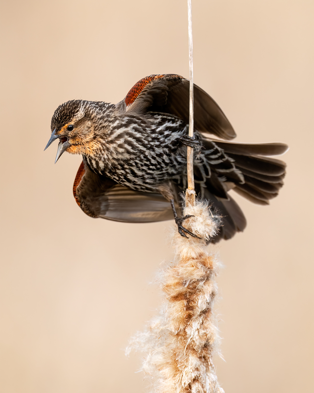 Springtime Scream-off A juvenile red-winged blackbird calls from the top of a cattail in a Quebec marsh.