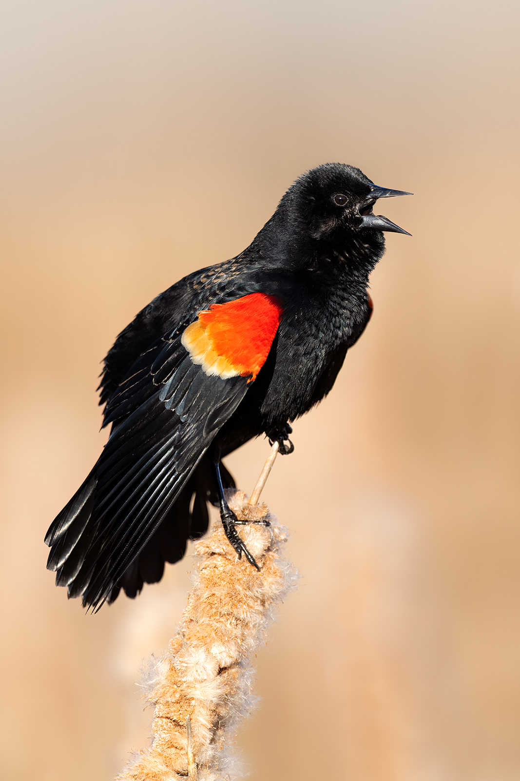 Red-winged Blackbird A male red-winged blackbird singing from the top of a cattail