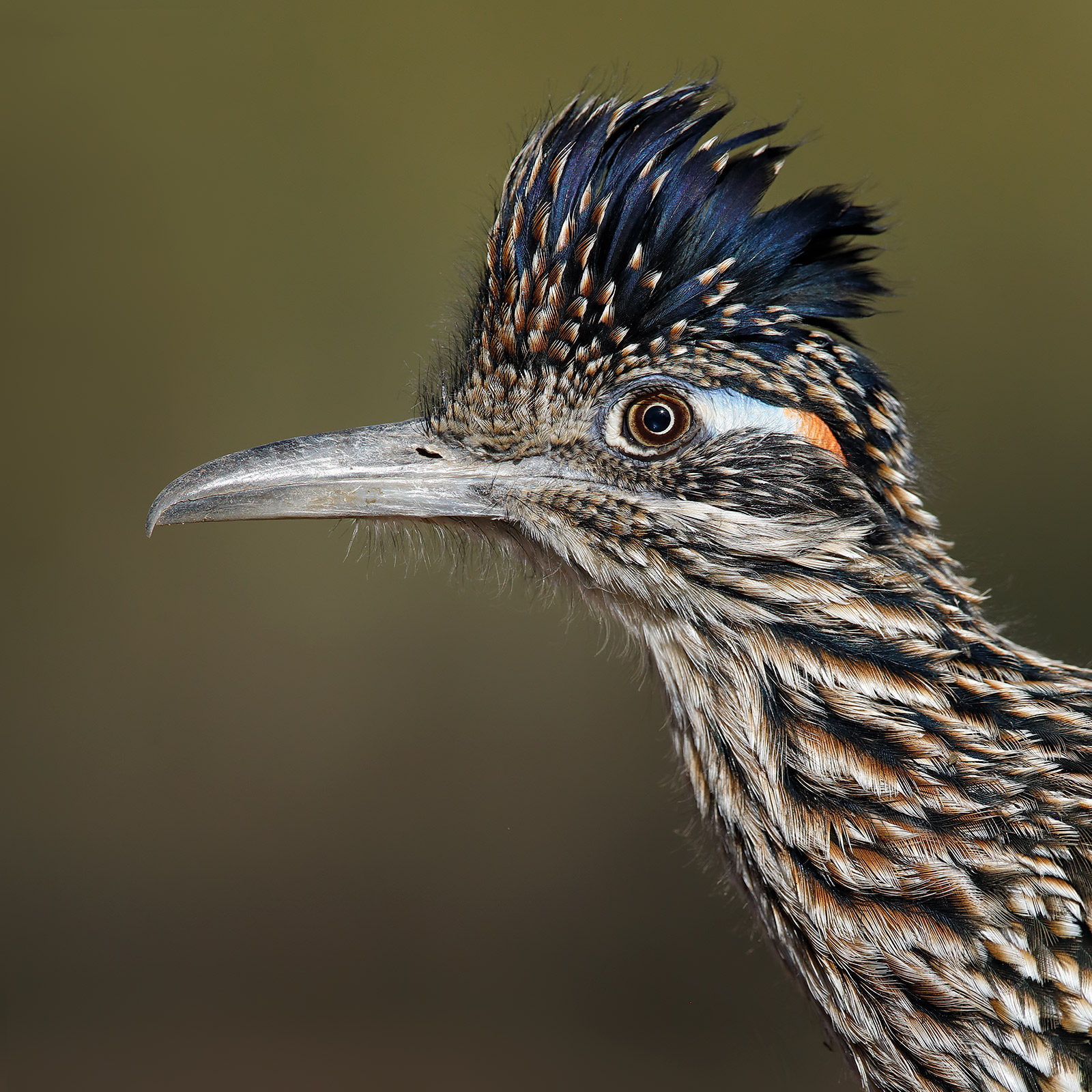 Greater Roadrunner | Green Valley, Arizona | Jake Levin Photography