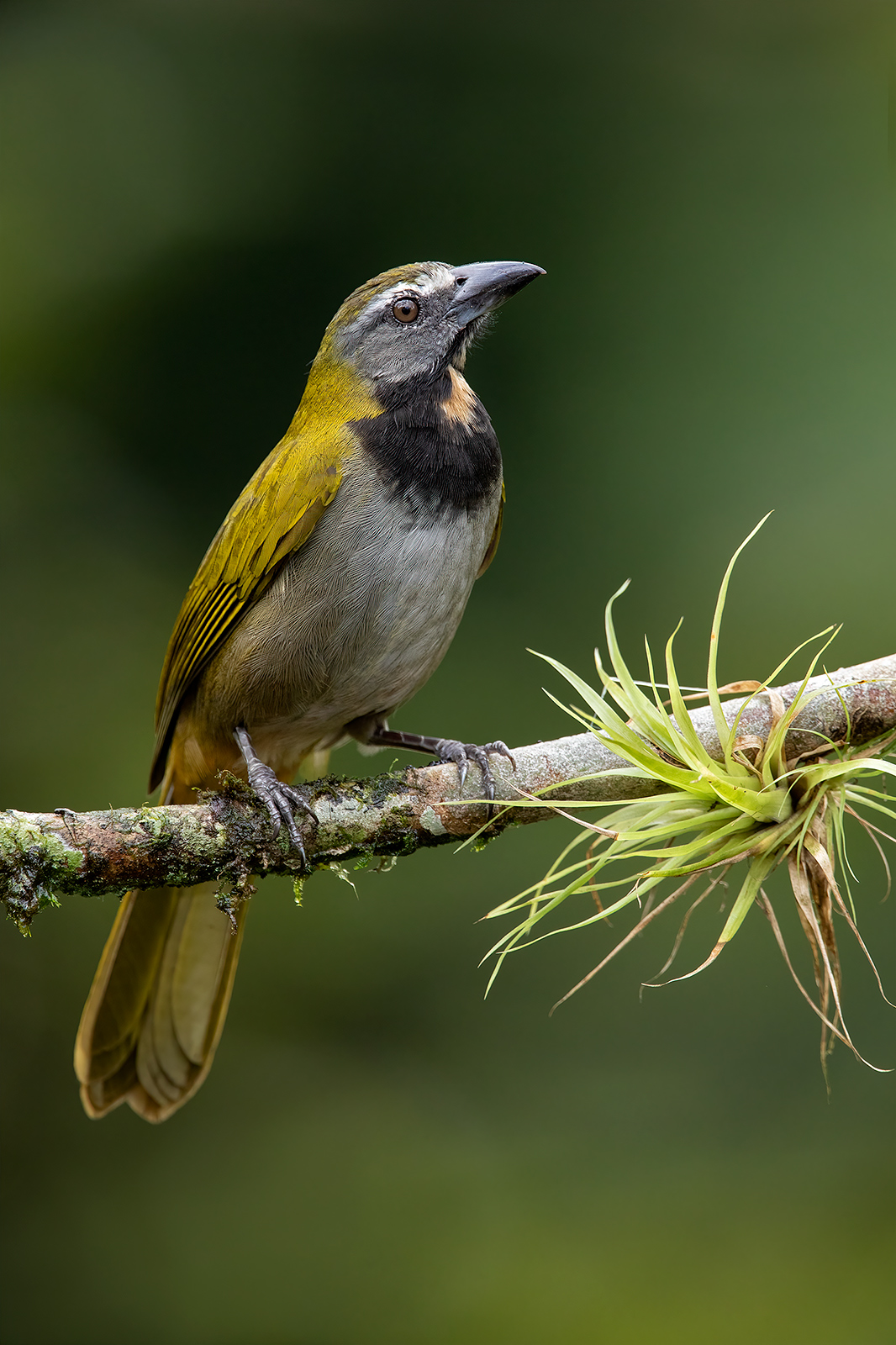 Buff-throated Saltator A buff-throated saltator on a branch with a small bromeliad.