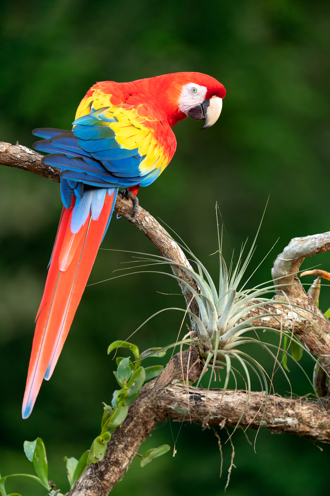 Scarlet Macaw A scarlet macaw perched on vines.