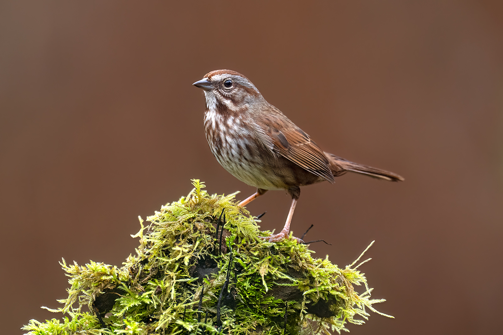 Song Sparrow A song sparrow perched on a mossy log