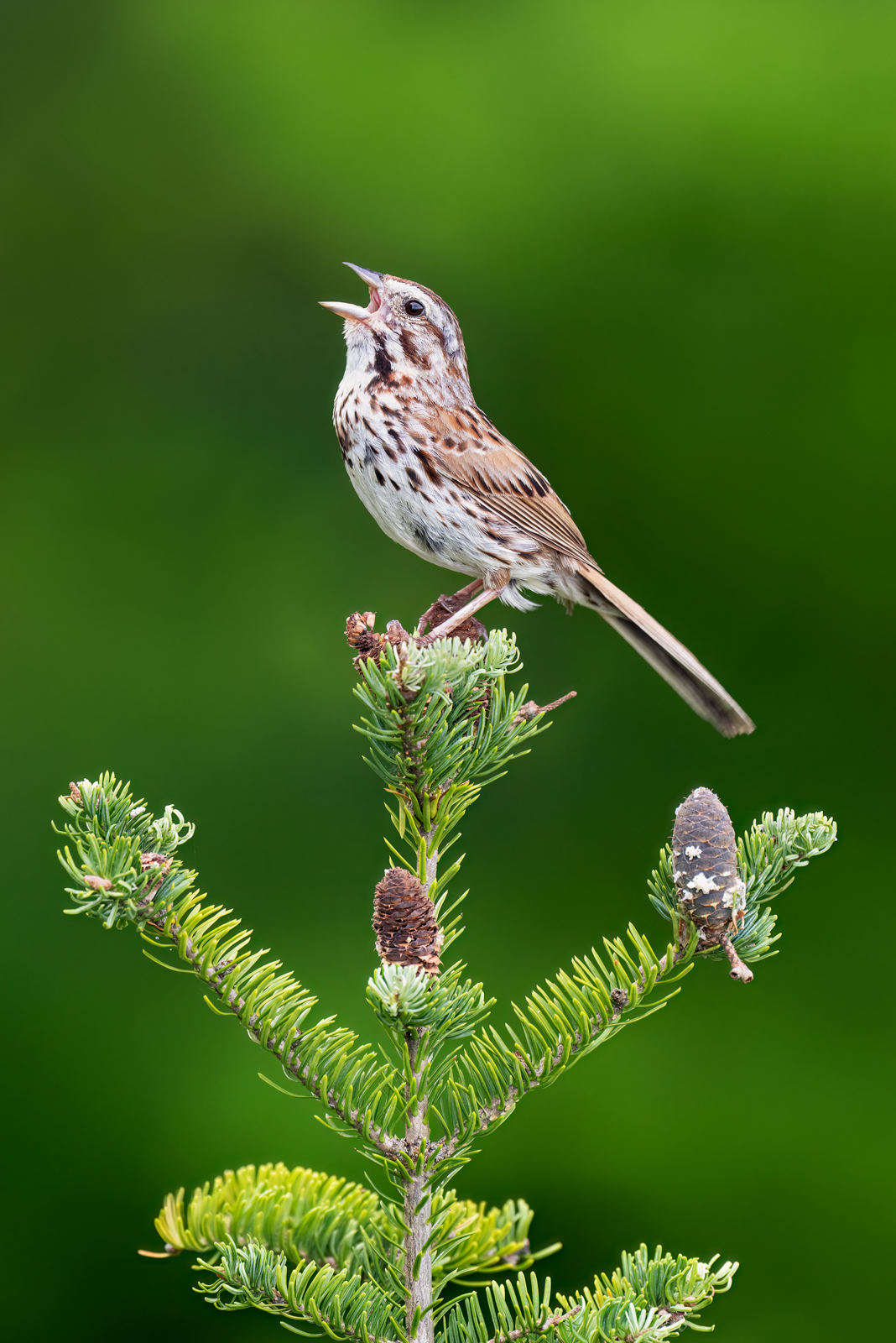 Song Sparrow Serenade A song sparrow singing at the top of an evergreen in New Hampshire.