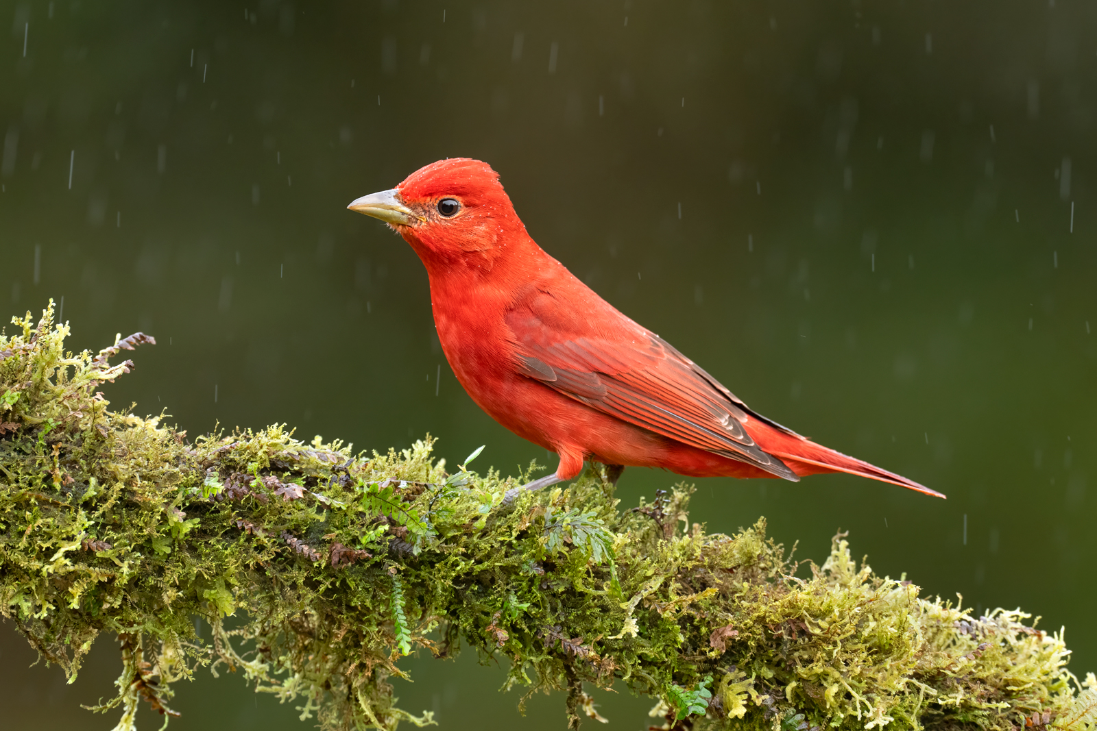 A male summer tanager in the rain