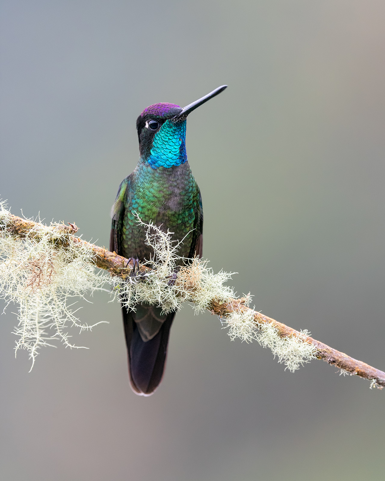 Talamanca Hummingbird A male Talamanca hummingbird sitting on a mossy branch.