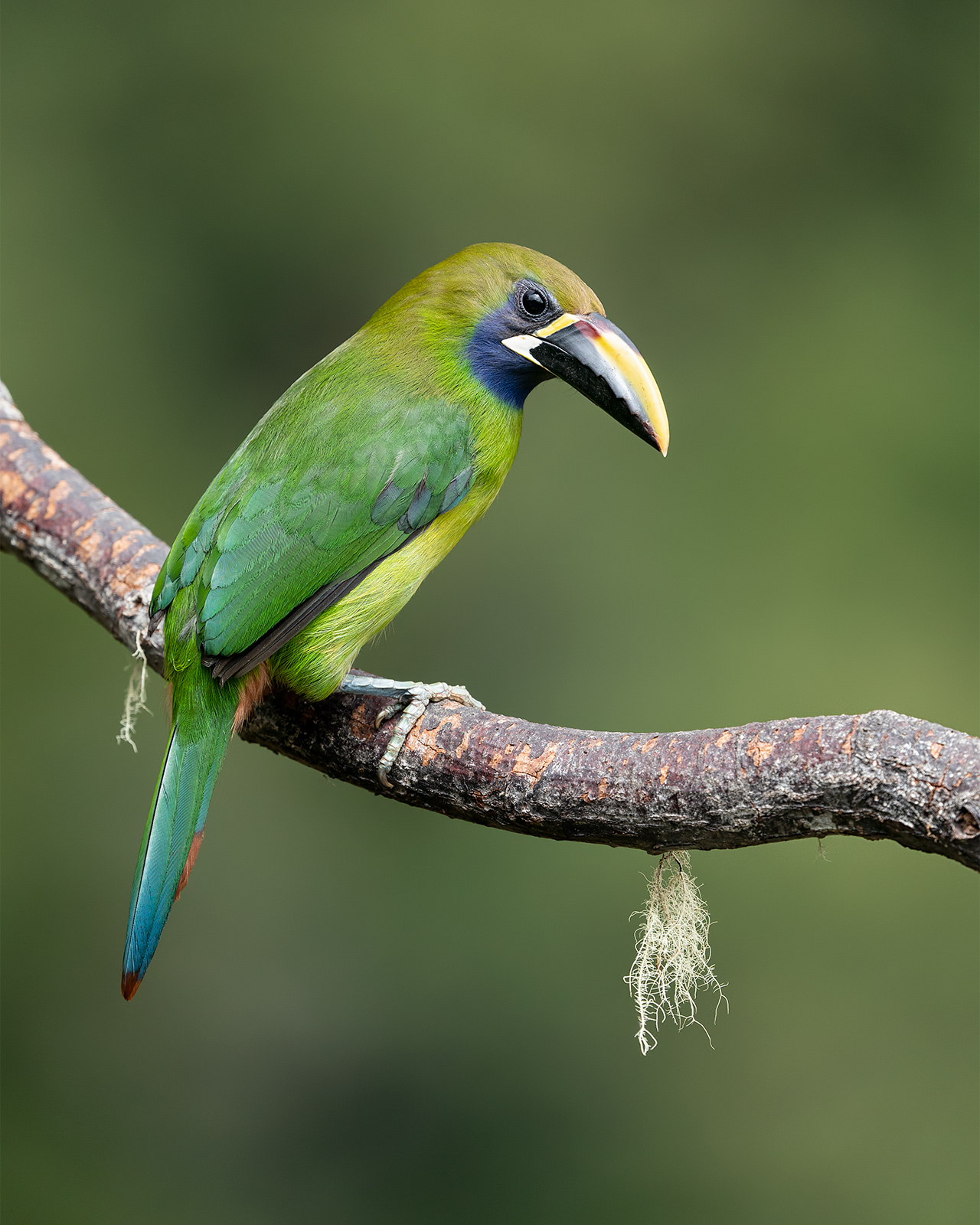 Northern Emerald Toucanet A northern emerald toucanet sitting on a vine.