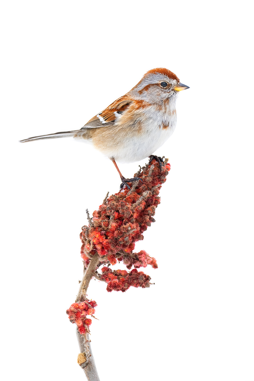 American Tree Sparrow A tree sparrow perched on top of a sumac berry cluster in winter.