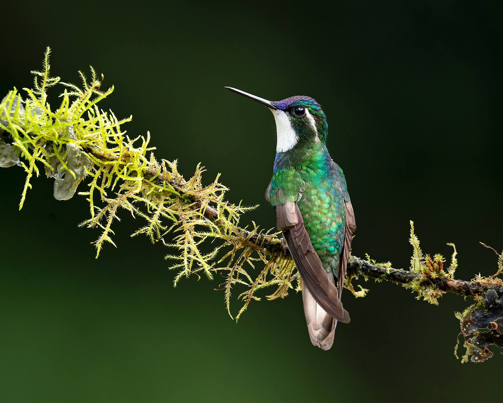 White-throated Mountaingem A male white-throated mountaingem on a thin branch with moss.